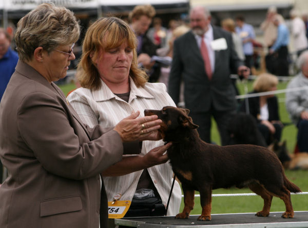 Lancashire HeelerHotpot Bryn at Leeds 07