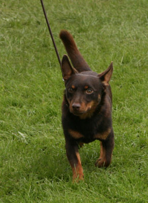 Lancashire HeelerHotpot Bryn at Leeds 07(2)