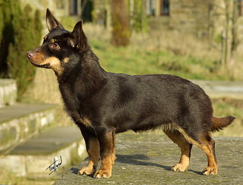 Lancashire Heeler 9W073D-015