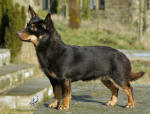 Lancashire Heeler 9W073D-015 thumb