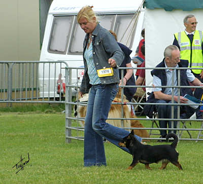 Lancashire Heeler 9Y020D-008