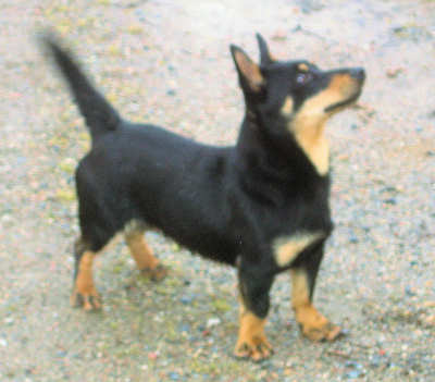 Lancashire Heeler Floyd