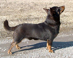 Lancashire Heeler Hotpot Barney Rubble Lancashire Heeler Hotpot Barney Rubble