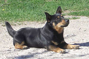 Lancashire Heeler Hotpot Bobby Lamont2 Lancashire Heeler Hotpot Bobby Lamont2