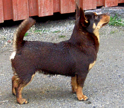 Lancashire_Heeler_Hotpot_Chocolate_Bar.jpg