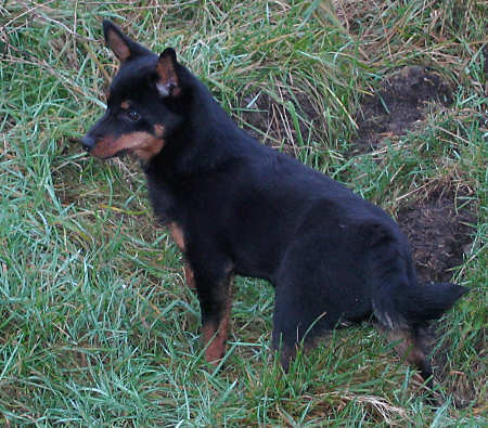 Lancashire Heeler Hotpot Foxy Lady