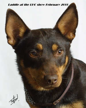 Lancashire Heeler Hotpot Truffle Lancashire Heeler Hotpot Truffle