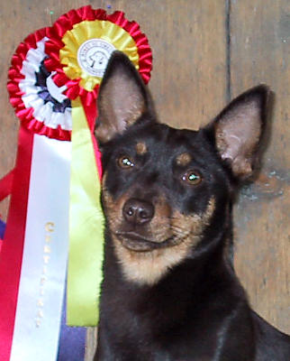 Lancashire Heeler Kaya