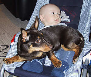 Lancashire Heeler Kaya 300 Lancashire Heeler Kaya 300