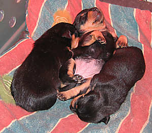 Lancashire Heeler Peggys pups1