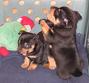 Lancashire Heeler Peggys pups4