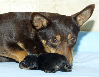 Lancashire Heeler with Puppy 9T026D-038