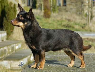 Lancashire Heeler Tinkerbelle 9W073D-016