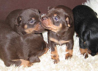 Lancashire Heeler Twinkles pups