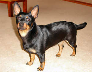 Lancashire Heeler Penny_Jan200602 Lancashire Heeler Penny_Jan200602