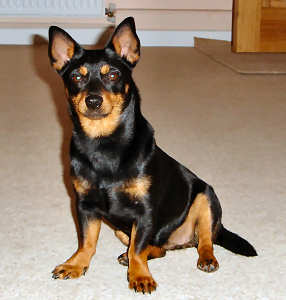 Lancashire Heeler Poppy_Jan2006 Lancashire Heeler Poppy_Jan2006