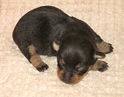 Pup female liver Tinks and Kristen