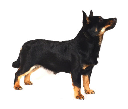 Lancashire Heeler Hotpot Sparkle for Leyeside