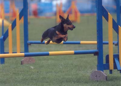 Lancashire Heeler 