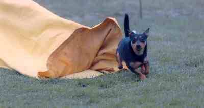 Lancashire Heeler 