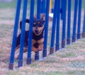 Lancashire Heeler 