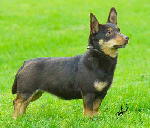 Lancashire Heeler Simonsville Tasmin by Doddsline