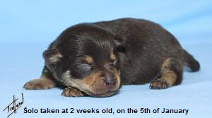 Lancashire Heeler 2 week old pup.