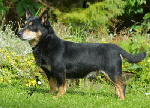 Lancashire Heeler Doddsline Cracer