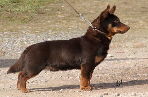 Lancashire Heeler 9Y136D-6686