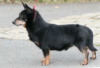 Lancashire Heeler CH Doddsline Kristen in 2009 at 13 and a half