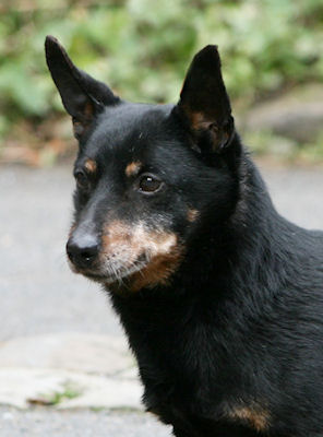 Lancashire Heeler CH Doddsline Kristen in 2009 at 13 and a half